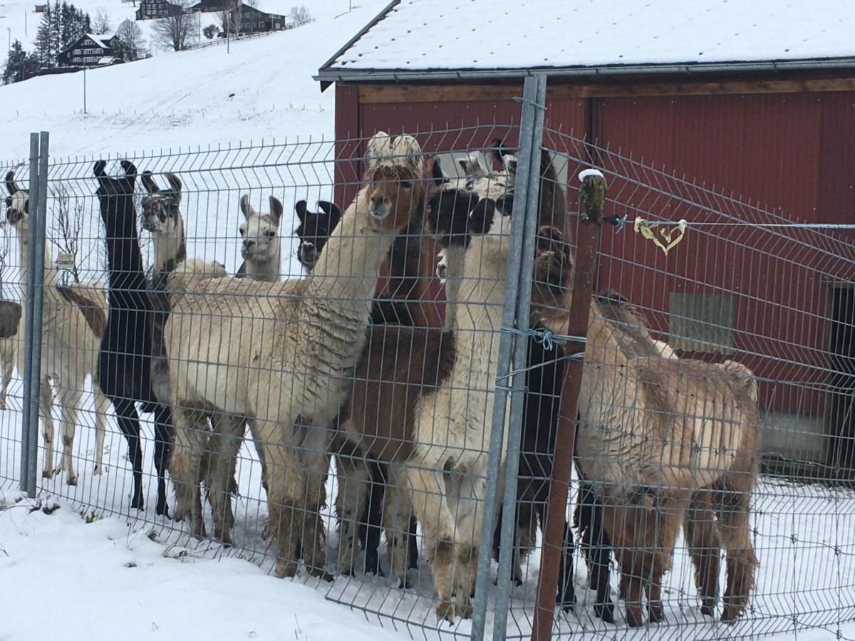 Ferienwohnung Haus Am Bach In Toggenburg ويلدهاوس المظهر الخارجي الصورة
